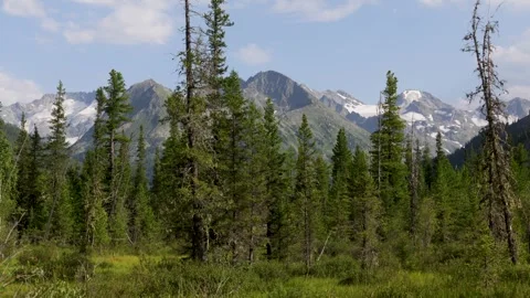 Landscape with mountains and trees in the foreground. Altai Republic Stock Footage 315870127