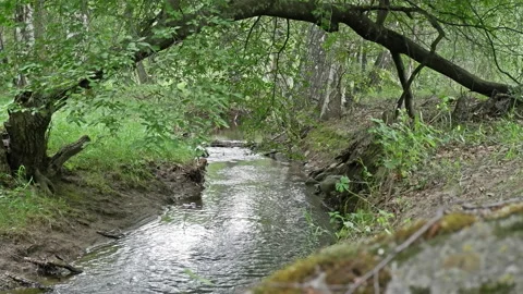 Landscape with mountains, forest and a river in front. Stock Footage 171250221