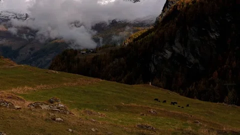 Landscape of the mountains, sky, forest and cows in autumn in Switzerland. Stock Footage 260424249