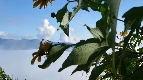 Landscape of moving mist in the mountain at Doi-Montngo, Chiang Mai –Thailand Stock Footage 69774243