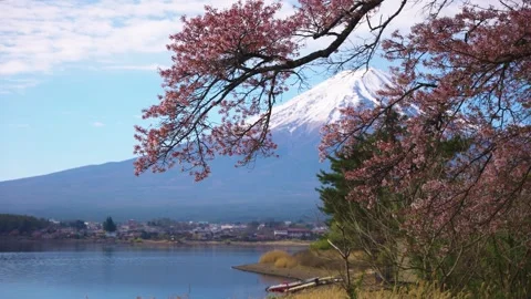 Landscape of Mt Fuji and Spring Lakeside of Kawaguchiko, Japan Morning Spring Stock Footage 340780400