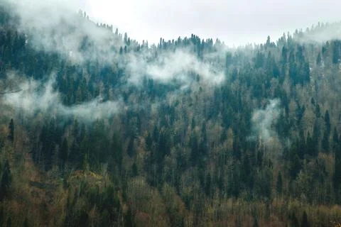 Landscape of multi-colored trees on hill Stock Photos