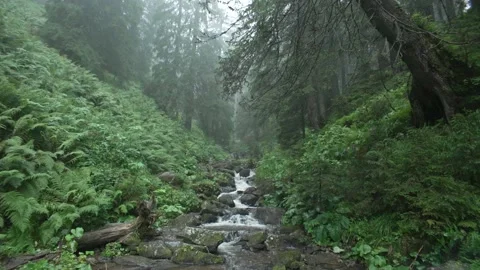 Landscape of a mystical mountain river in the forest Nature in the rain with fog Stock Footage 211815855