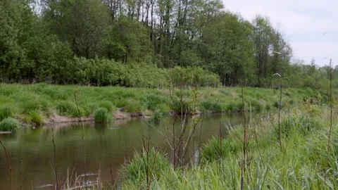 Landscape with a narrow river next to a forest Stock Footage 131663108