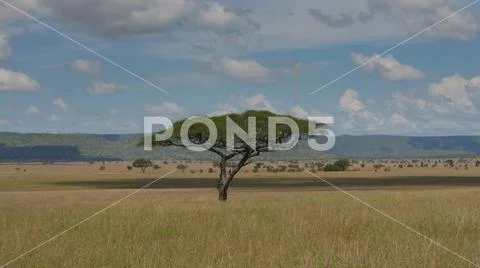 Landscape of national park Serengeti in Tanzania with acacia tree Stock Photos