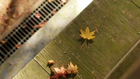 Landscape natural background view of the maple tree leaf in color changed t.. Stock Footage 251650616