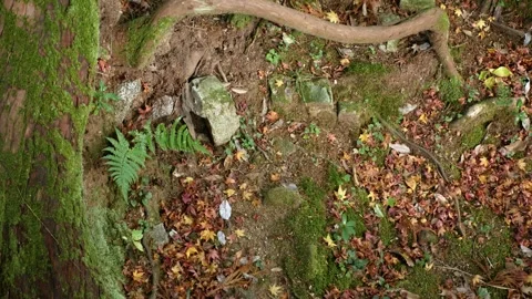 Landscape natural background view of thetree leaves on the ground floor in .. Stock Footage 250938937