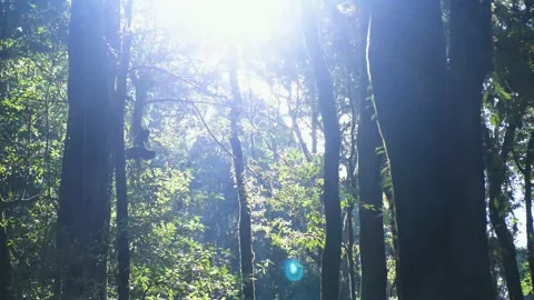 The landscape nature background with forest and big mountain 動画素材 146167929
