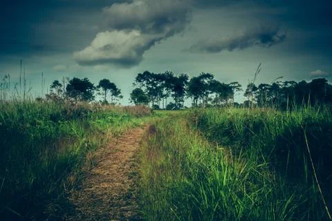 Landscape in nature of sky with cloudy with path through forest. Stock Photos