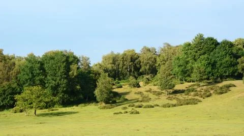 Landscape of the New Forest Stock Photos