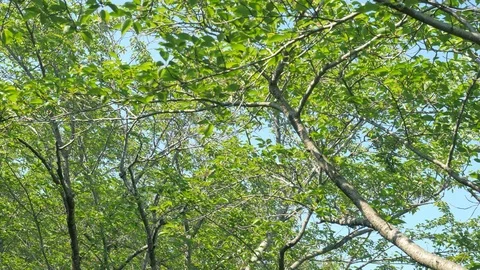 Landscape of the new green leaves Video stock 81259629