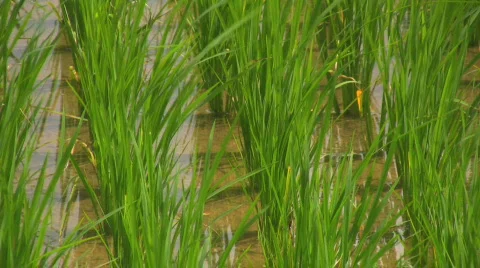 Landscape with newly planted rice in the Philippines Stock Footage