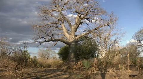Landscape of Niassa Reserve, Mozambique. Stock Footage 23791453