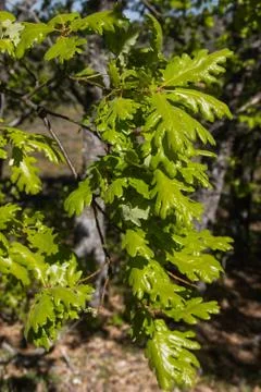 Landscape with oak Stock-Fotos