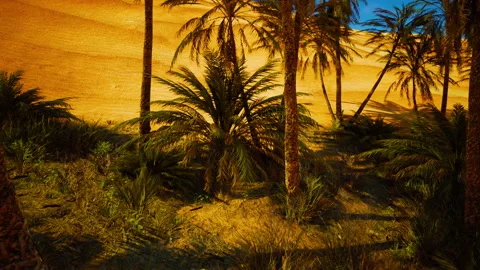 Landscape of oasis with palm trees Stock Footage 239548816