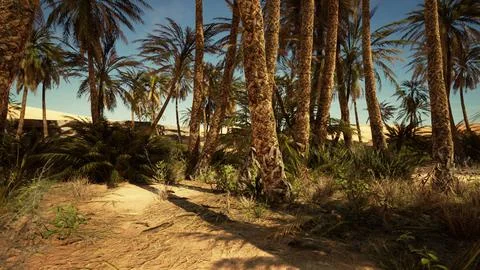 Landscape of oasis with palm trees 스톡 일러스트