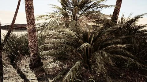 Landscape of oasis with palm trees 스톡 일러스트