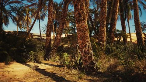 Landscape of oasis with palm trees Stock-Illustration
