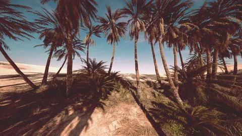 Landscape of oasis with palm trees Illustrazione stock
