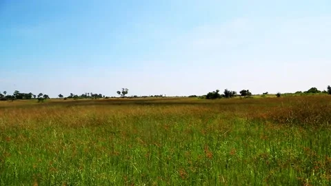 Landscape of the Okavango Delta Stockbeeldmateriaal 154032749