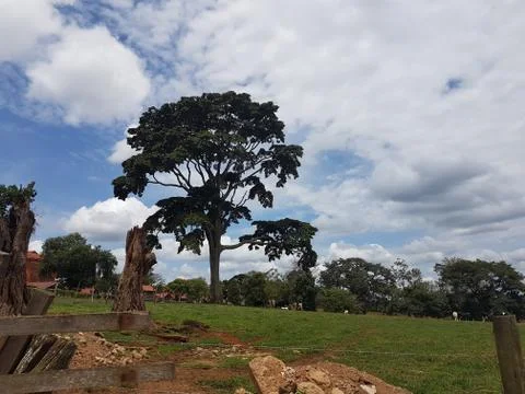 Landscape of an old tall tree with cloudy sky on the background in Uganda 写真素材