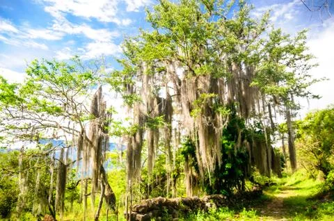 Landscape of old trees on Camino real by Barichara Stock Photos