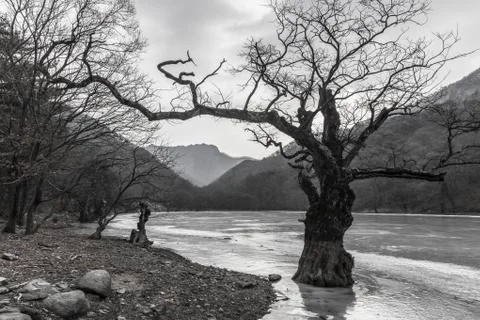 Landscape with old trees Stock Photos