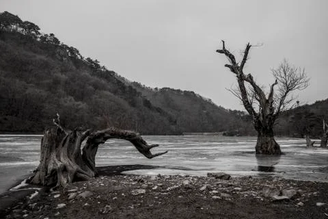 Landscape with old trees Stock Photos