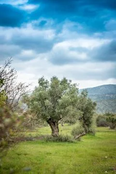 Landscape with Olive Trees. Stock Photos