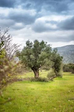 Landscape with Olive Trees. Stock Photos