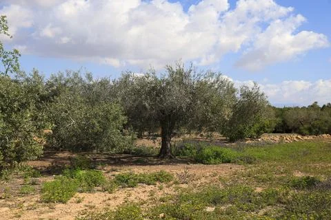 Landscape of olive trees under blue sky Stock Photos