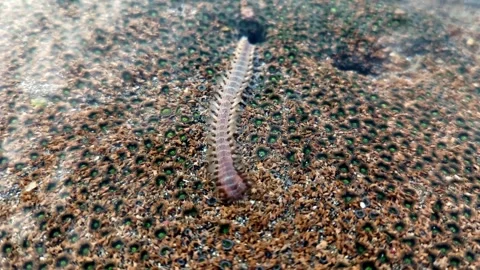 Landscape or horizontal video concept, marine worm. Stock Footage 316202736