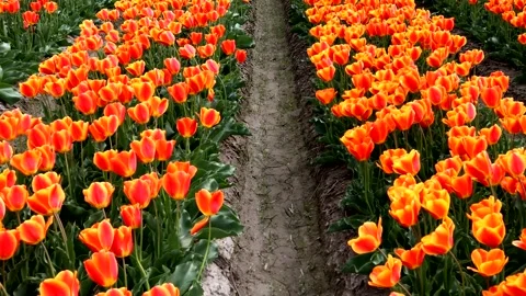 A landscape of orange tulip fields Stock Footage 335143393