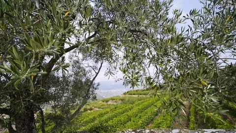 Landscape over vine plants through olive tree Stock Footage 105543739