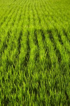 Landscape of a paddy field Stock Photos