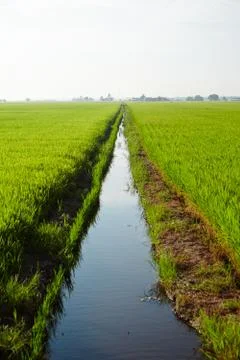 Landscape of a paddy field Stock Photos