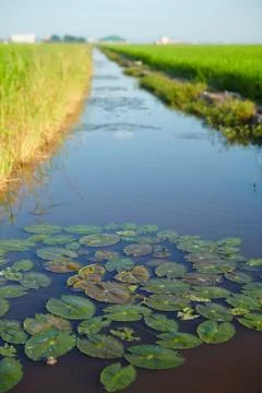 Landscape of a paddy field Stock Photos