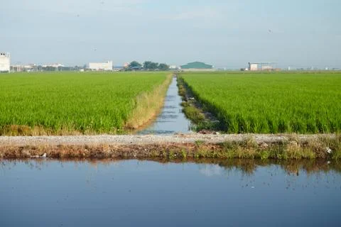 Landscape of a paddy field Stock Photos