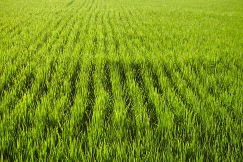 Landscape of a paddy field Stock Photos