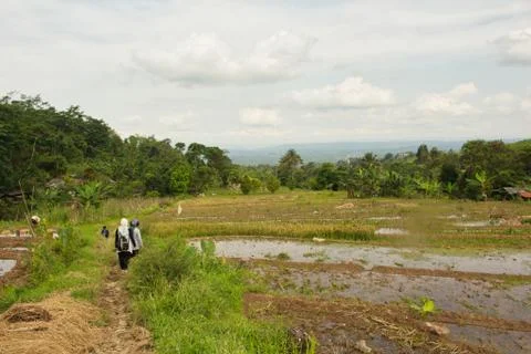 Landscape of paddy fields 库存照片