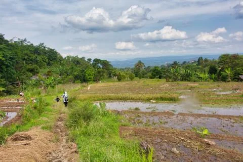 Landscape of paddy fields Stock Photos