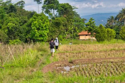 Landscape of paddy fields Stock Photos