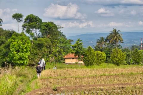Landscape of paddy fields Stock Photos