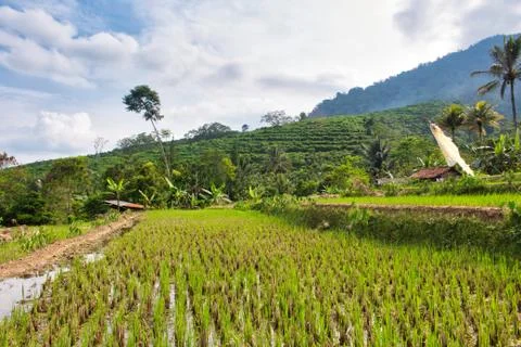 Landscape of paddy fields Stock Photos