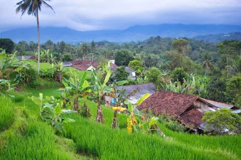 Landscape of paddy fields 库存照片