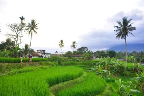 Landscape of paddy fields Stock Photos