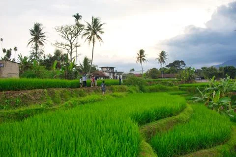 Landscape of paddy fields Stock Photos