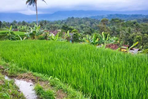 Landscape of paddy fields 库存照片