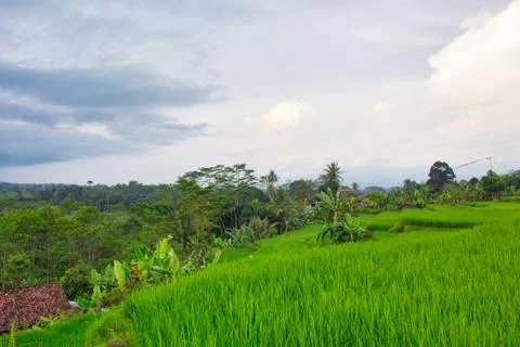 Landscape of paddy fields 库存照片