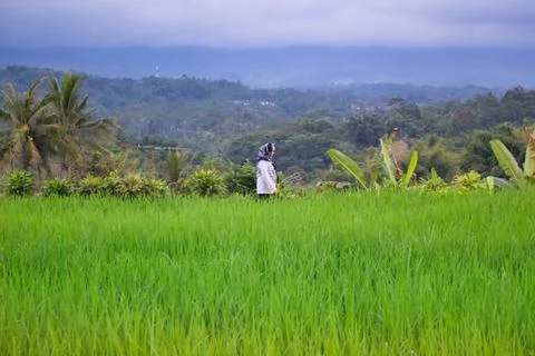 Landscape of paddy fields Stock Photos